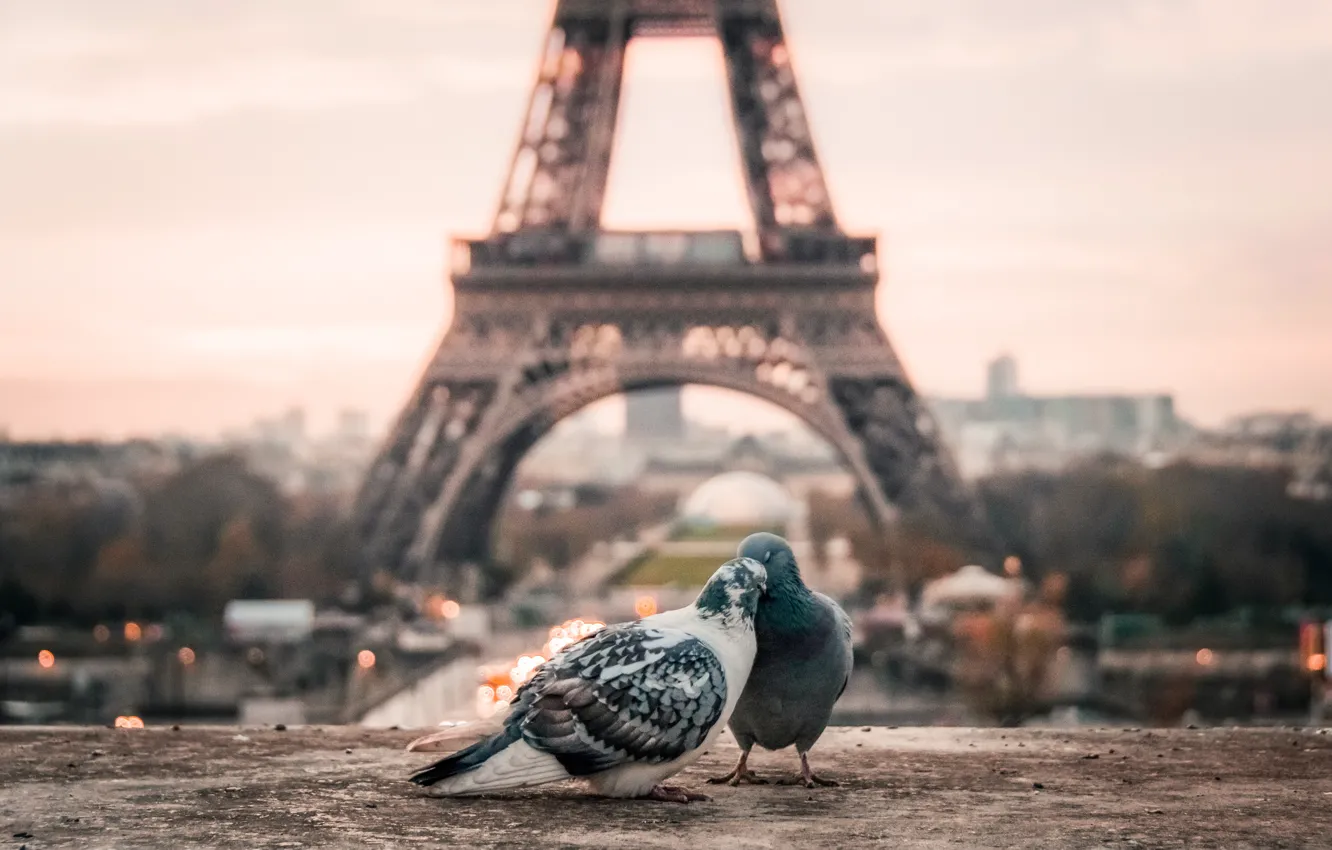 Photo wallpaper Wallpaper, France, Paris, morning, pigeons, Eiffel tower