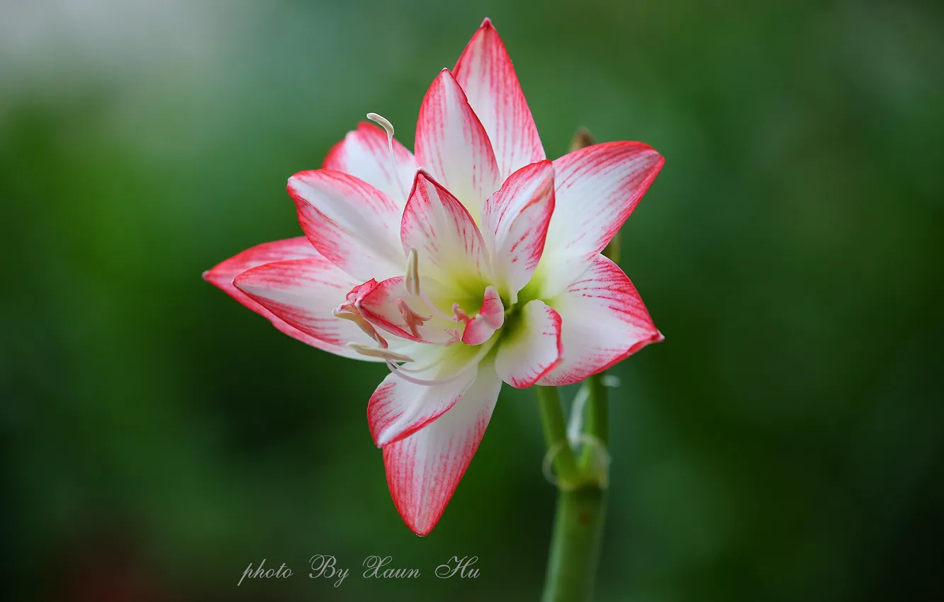 Photo wallpaper flower, background, Amarilis