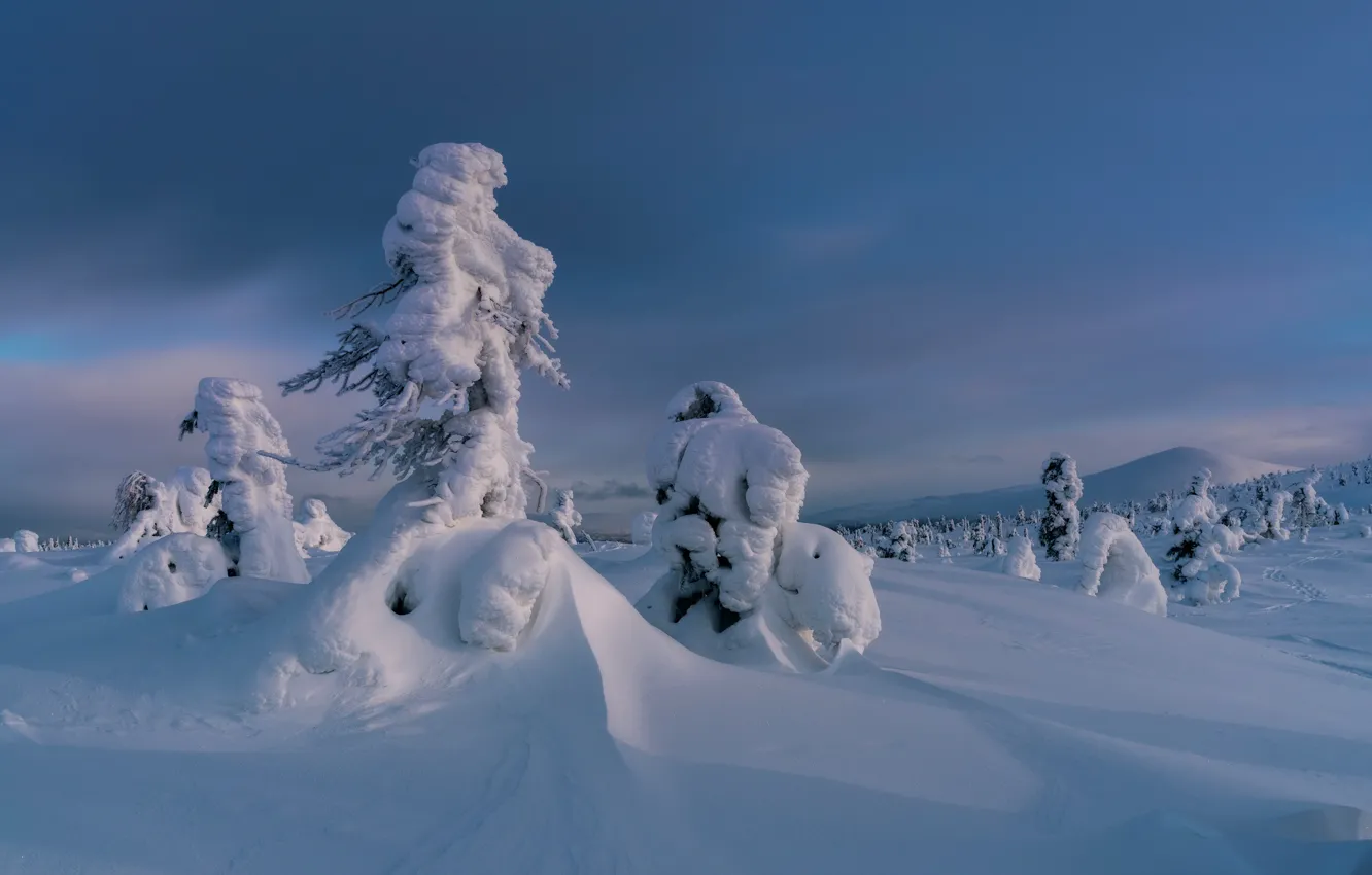 Photo wallpaper winter, snow, trees, the snow, Russia, Murmansk oblast, Kandalaksha, Yulia Shumlyaeva