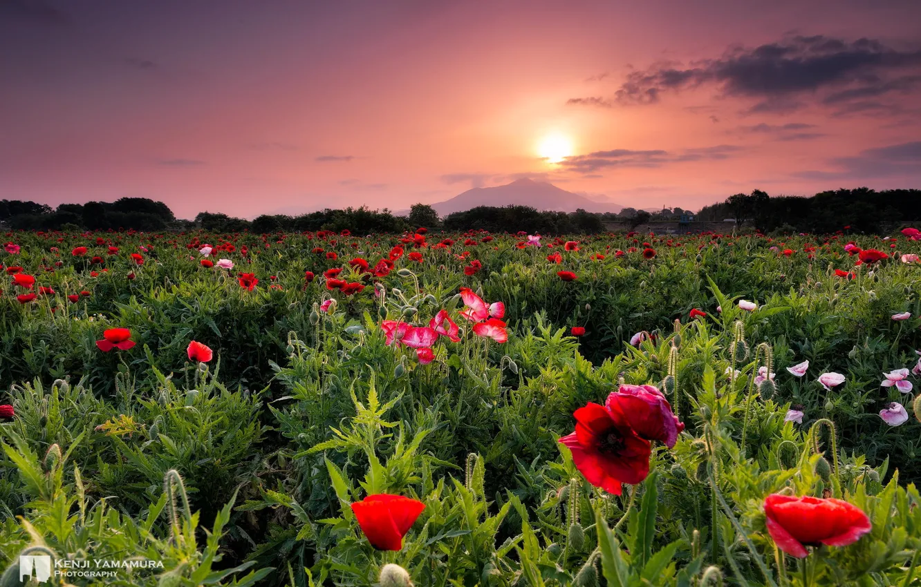 Photo wallpaper sunset, flowers, beauty, photographer, Kenji Yamamura