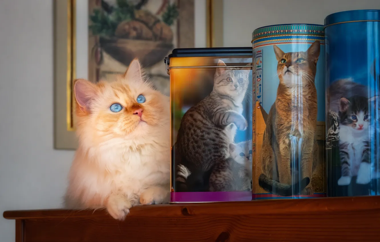 Photo wallpaper cat, cat, Bank, photos