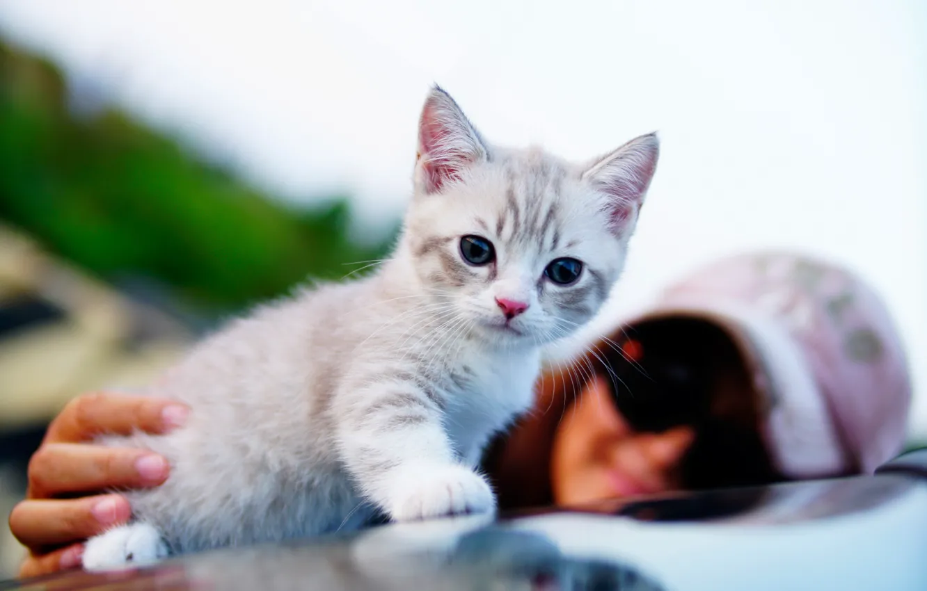 Photo wallpaper eyes, background, cat, baby