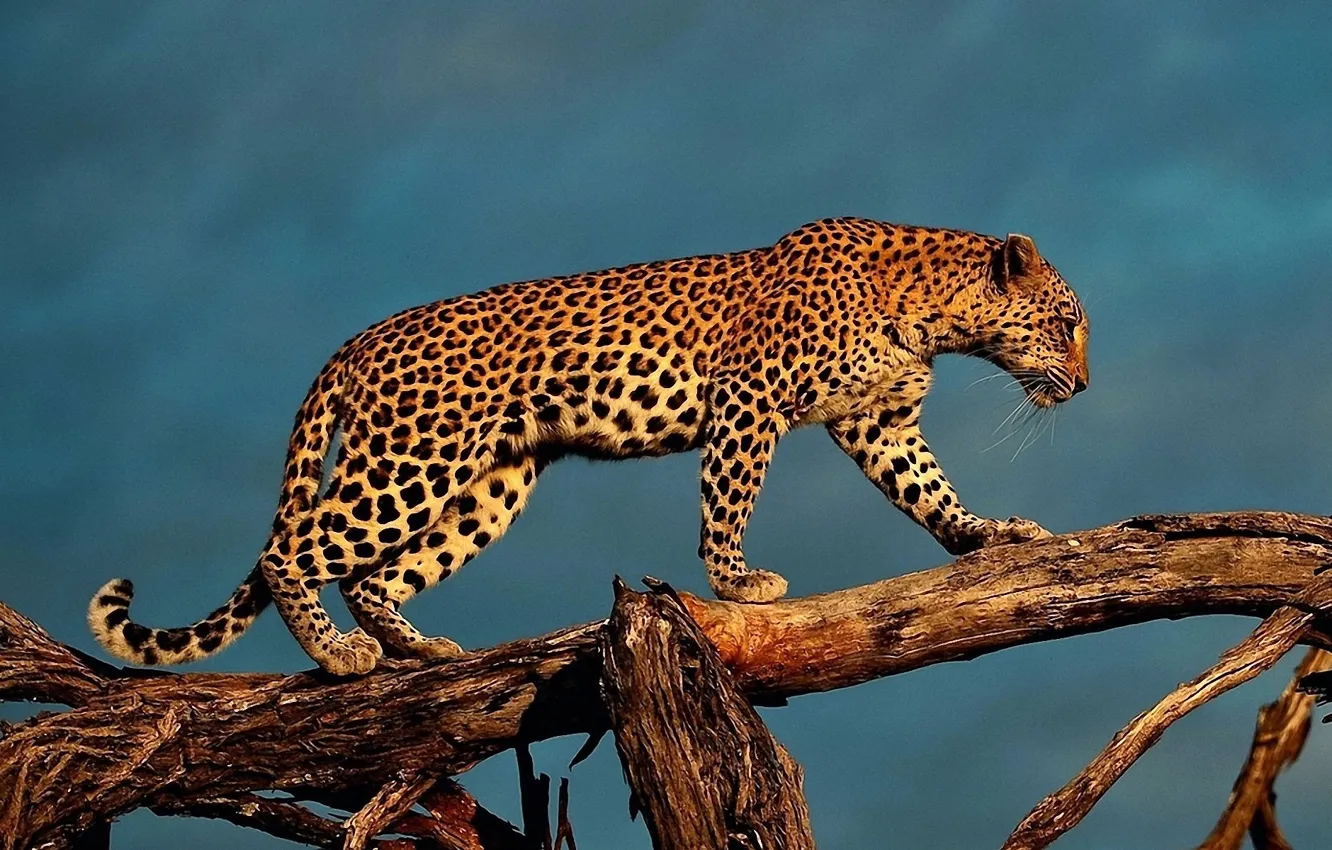 Photo wallpaper background, tree, Wallpaper, leopard, trunk, is