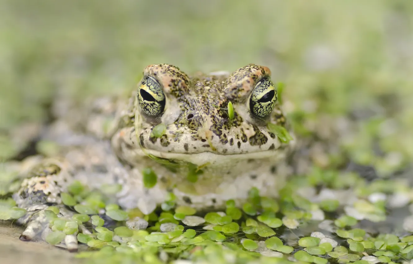 Photo wallpaper nature, pond, frog