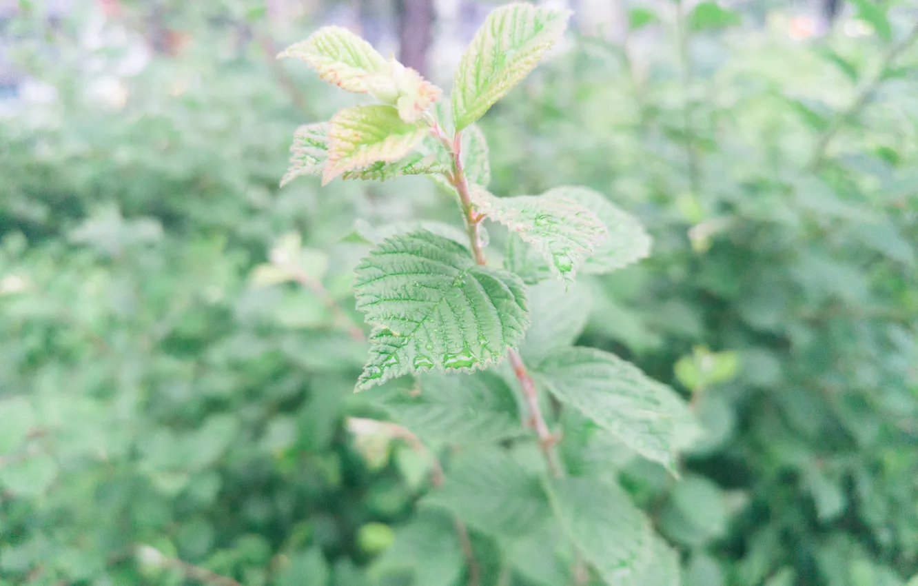 Photo wallpaper leaves, drops, plant, Russia, bokeh, Artem