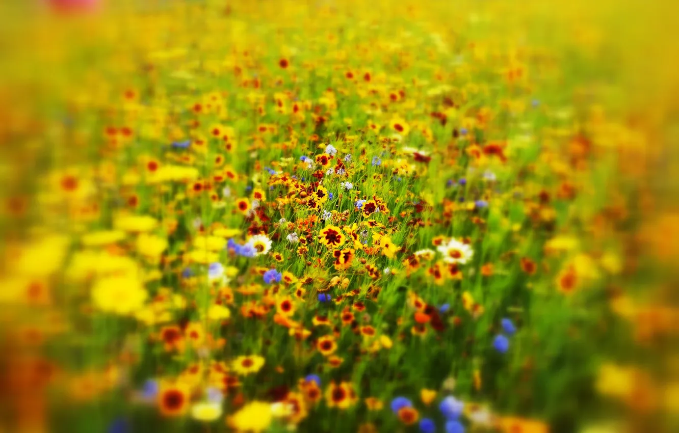 Photo wallpaper field, grass, flowers, meadow
