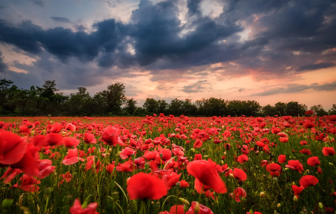 Photo wallpaper the sky, clouds, sunset, flowers, clouds, Maki, shrub, poppy field
