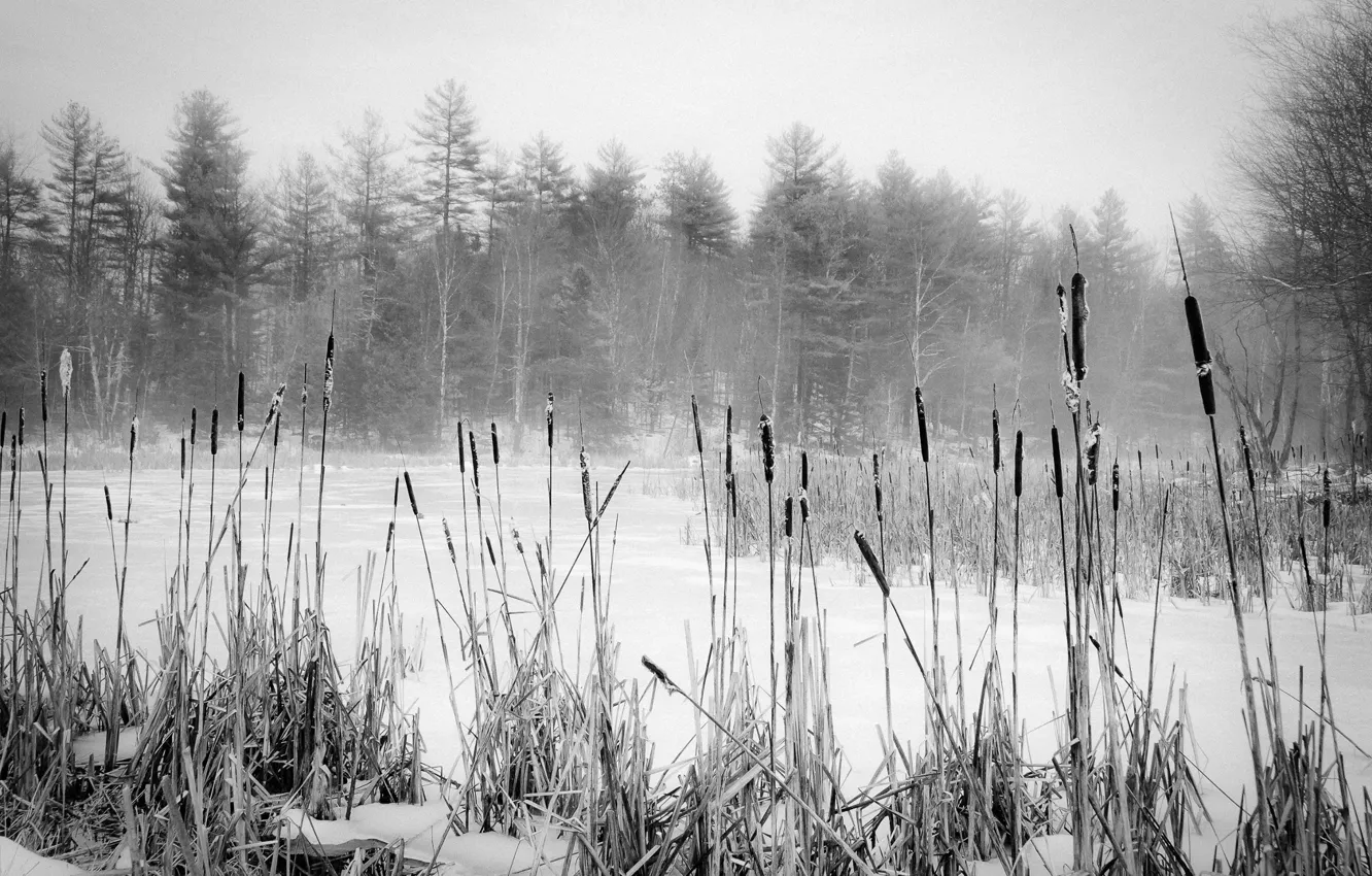 Photo wallpaper winter, forest, snow, trees, the reeds, Maine