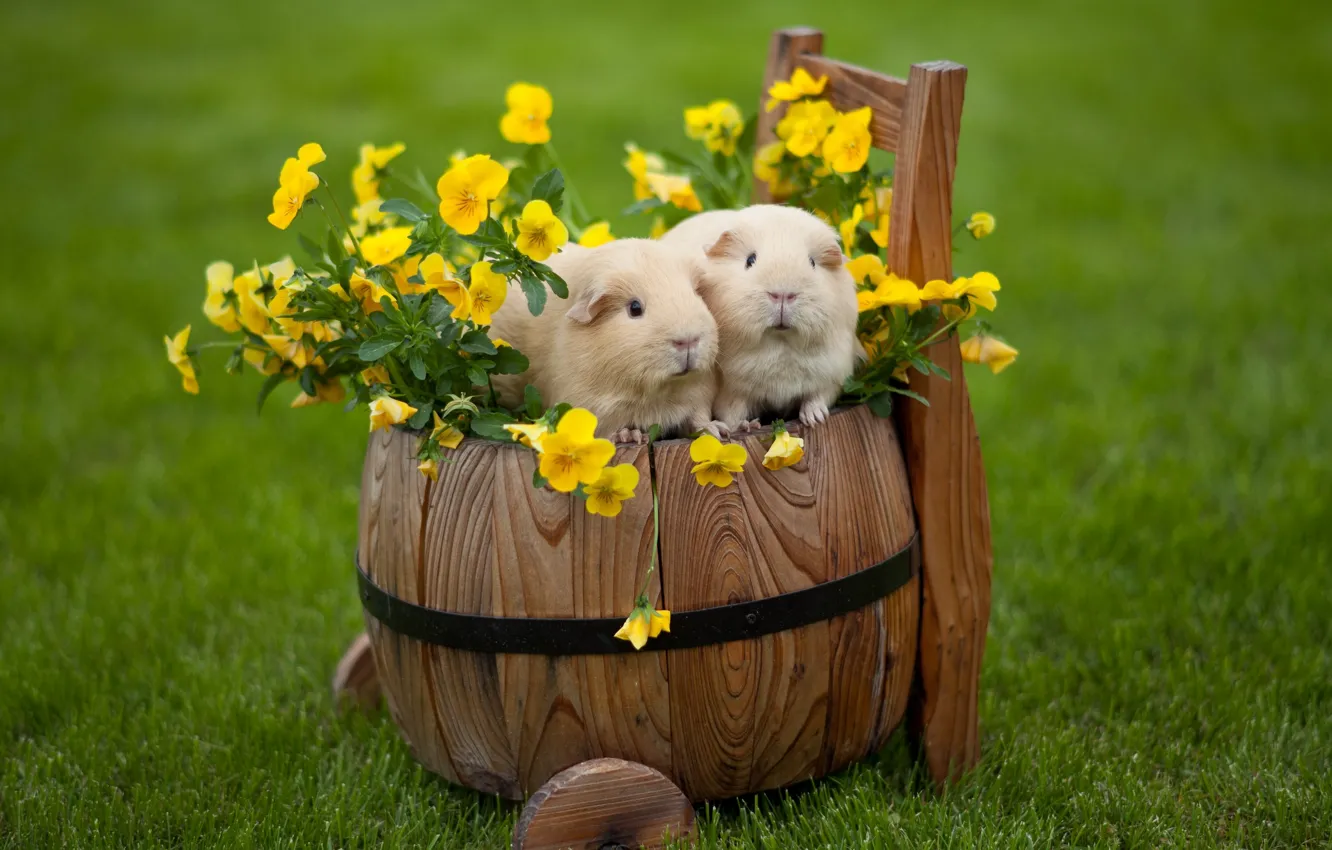 Photo wallpaper flowers, Pansy, viola, Guinea pigs