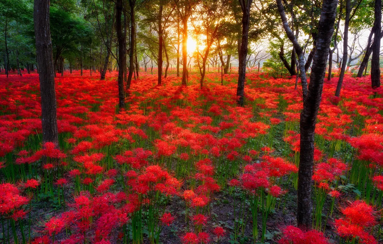 Photo wallpaper forest, the sun, trees, sunset, flowers, nature, Park, forest