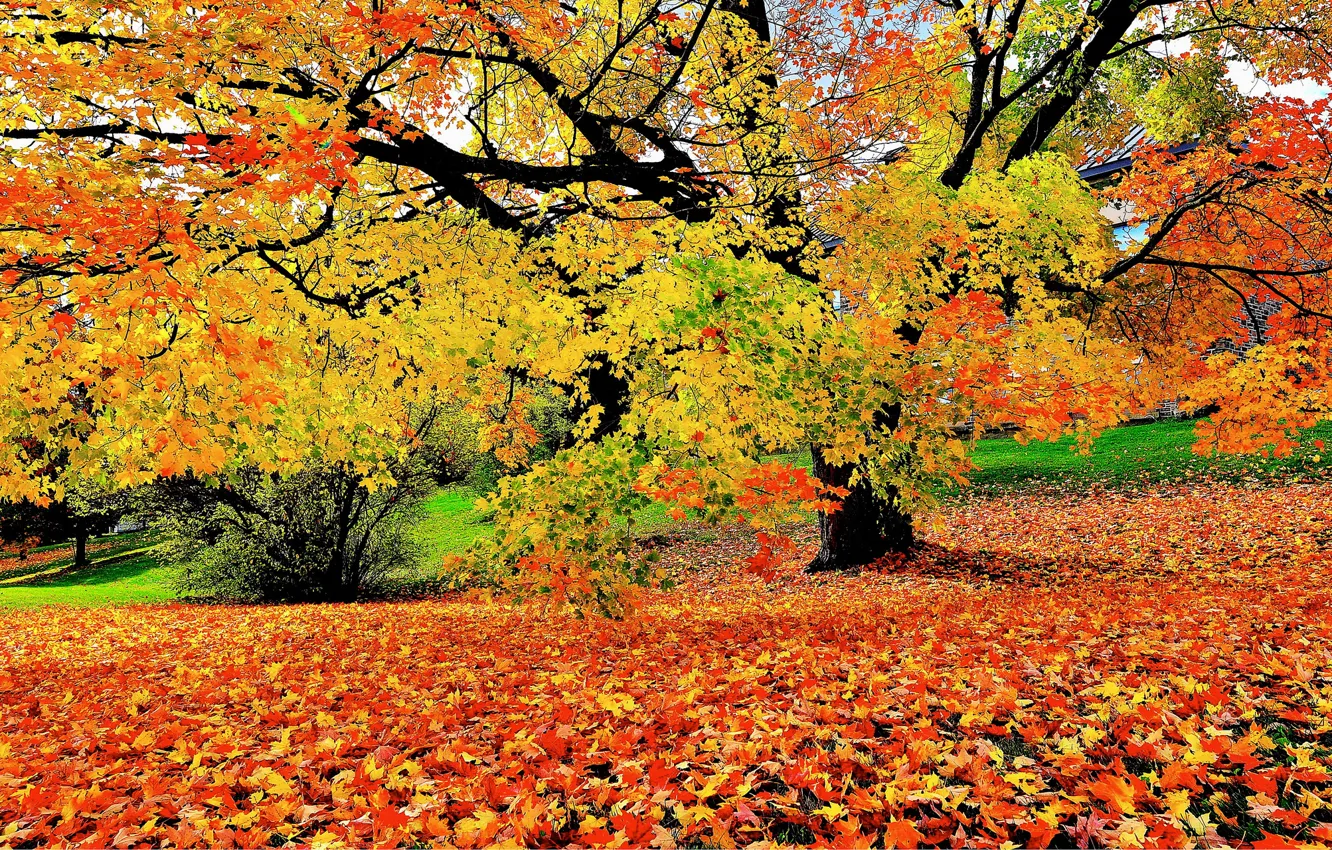Photo wallpaper autumn, trees, foliage, color, fallen, early