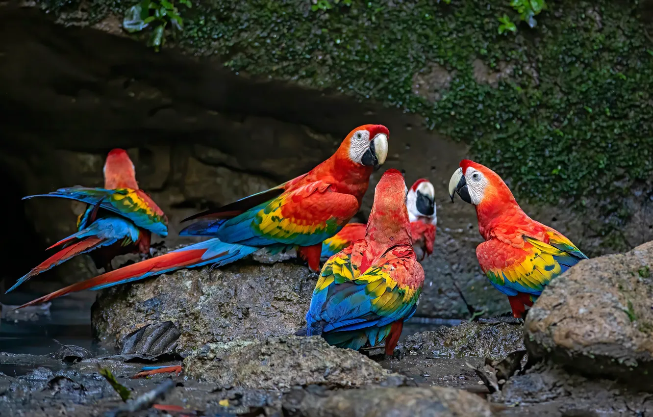 Photo wallpaper red, stones, foliage, parrot, flock, Ara