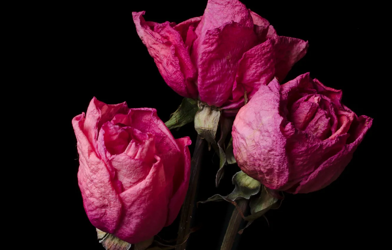 Photo wallpaper flowers, plant, roses