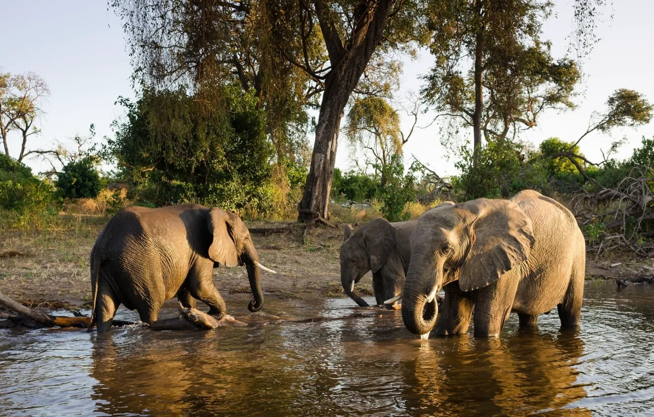 Photo wallpaper lake, thirst, elephant, drink