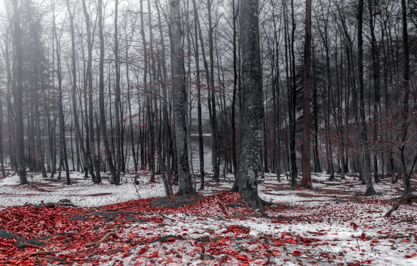 Photo wallpaper leaves, snow, trees