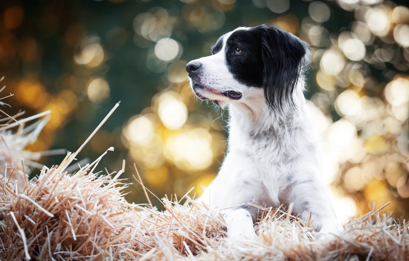 Photo wallpaper look, light, glare, background, black and white, portrait, dog, hay