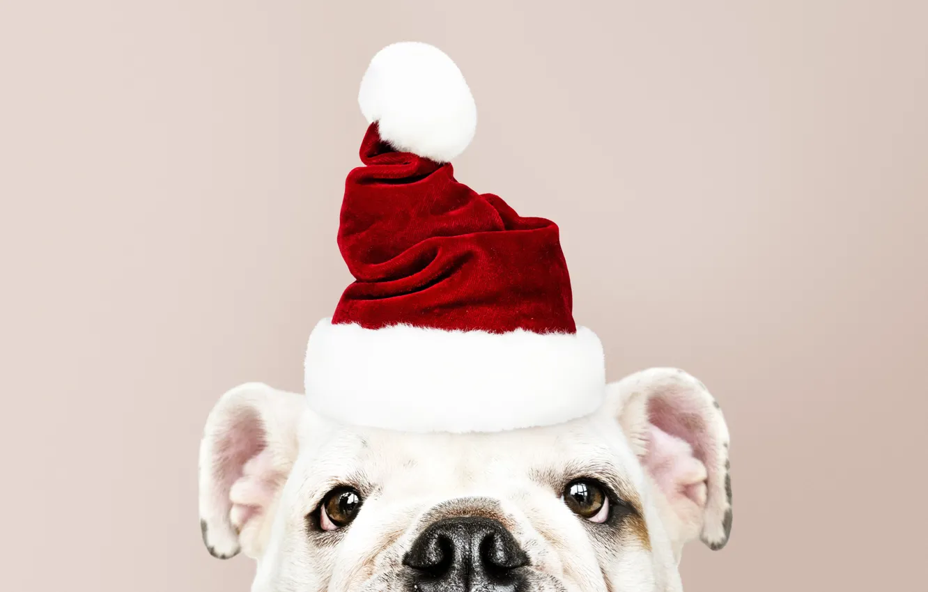 Photo wallpaper dog, New Year, Christmas, puppy, Santa, Christmas, puppy, dog