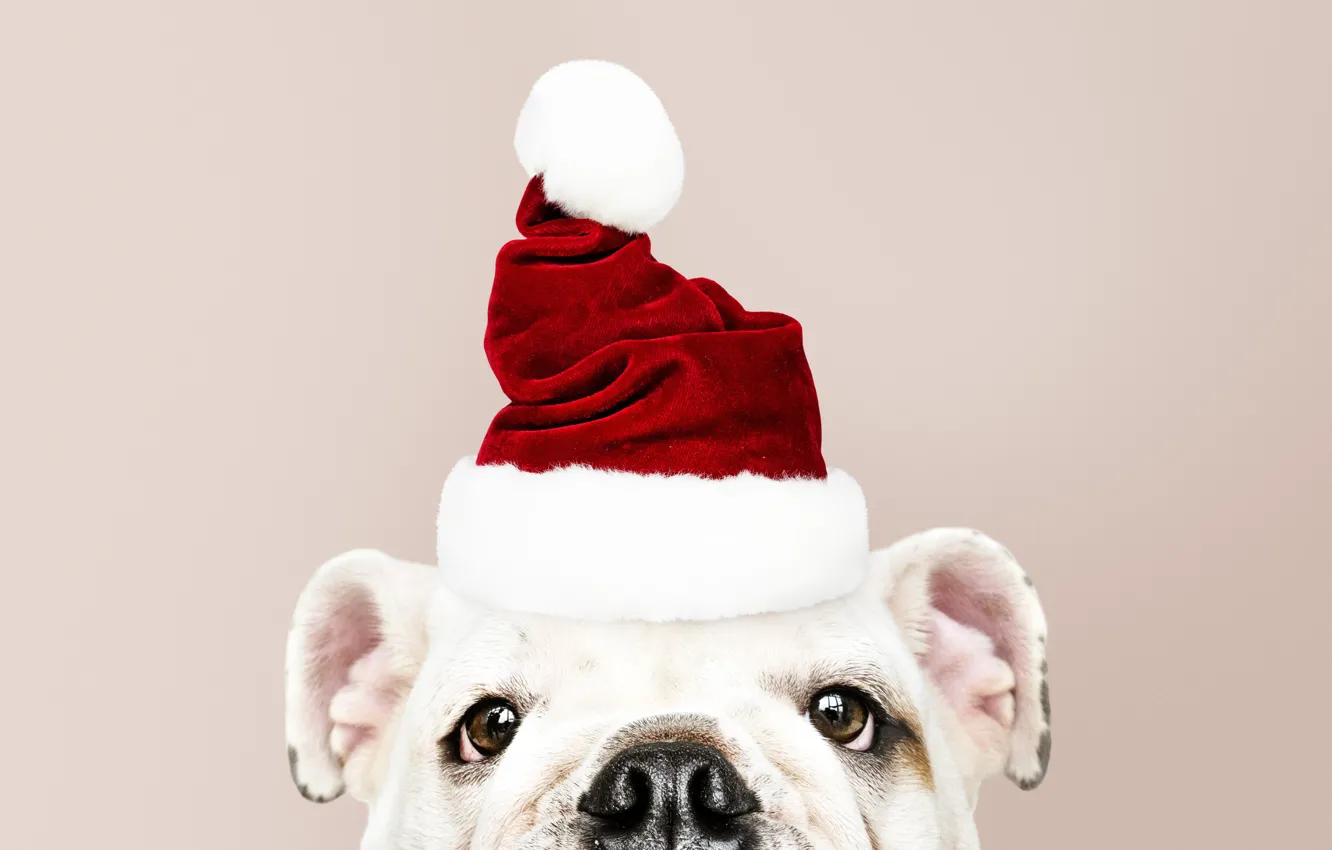 Photo wallpaper new year, dog, Christmas, puppy, Santa, Christmas, puppy, dog