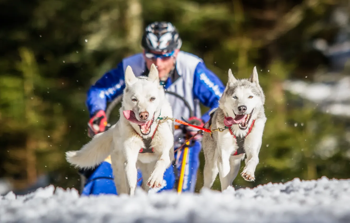 Photo wallpaper dogs, race, running