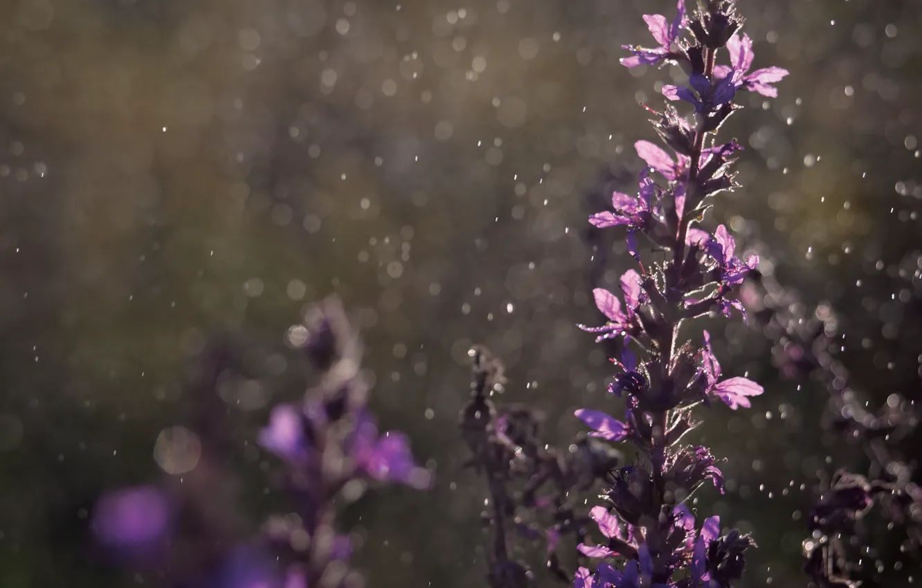 Photo wallpaper drops, flowers, rain, bokeh