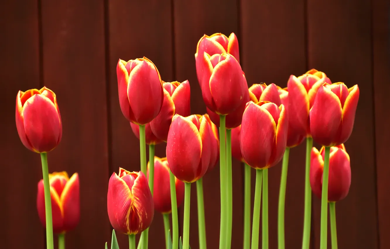 Photo wallpaper red, flowers, the fence, tulips, spring, flowerbed, buds