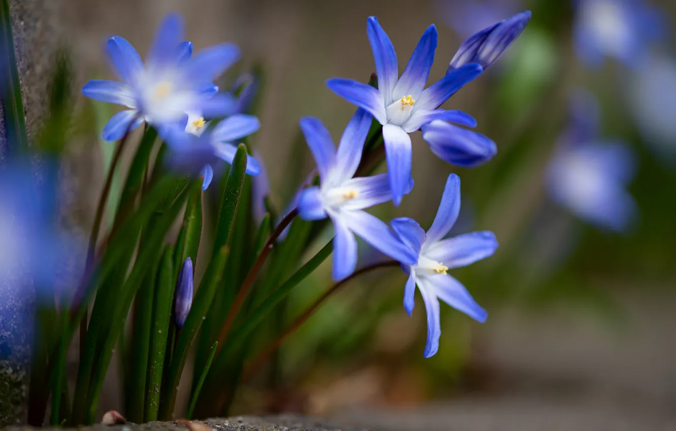 Photo wallpaper flowers, spring, primrose, Scilla