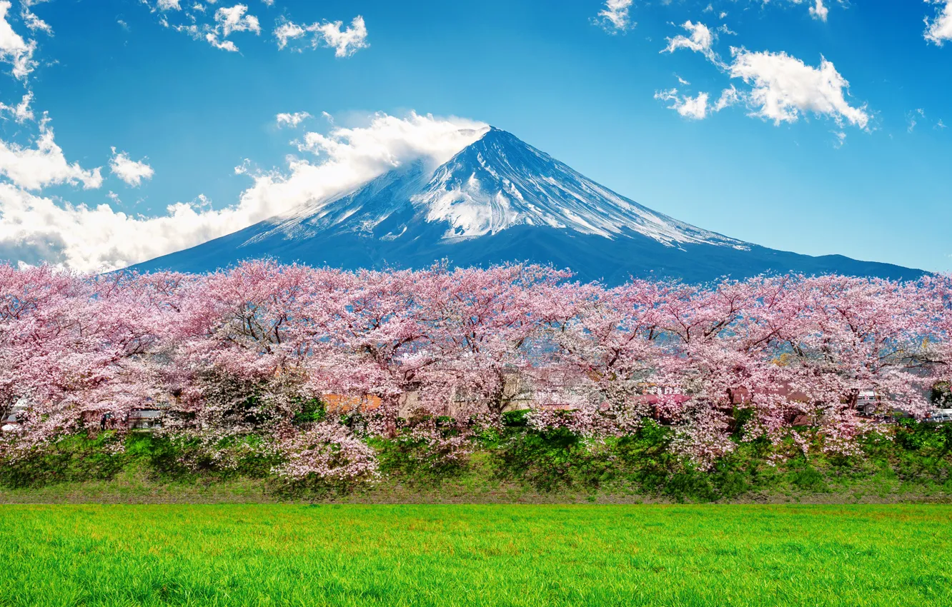 Photo wallpaper cherry, spring, Japan, Sakura, Japan, flowering, mount Fuji, landscape