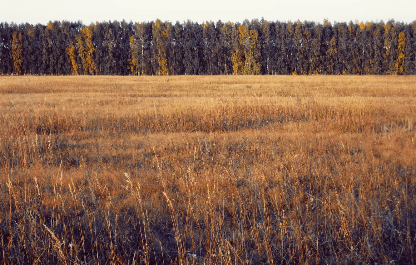 Photo wallpaper field, autumn, forest, trees