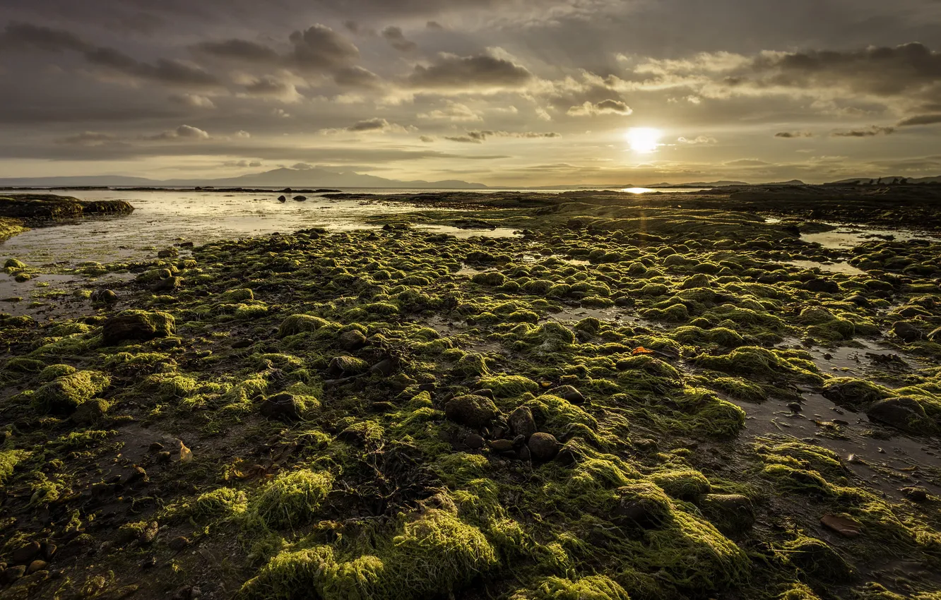 Photo wallpaper sea, beach, the sun, algae, morning, horizon
