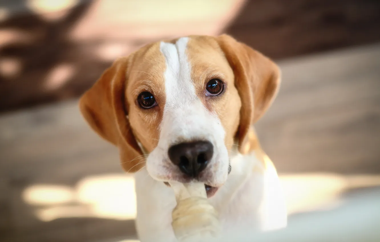 Photo wallpaper look, each, dog