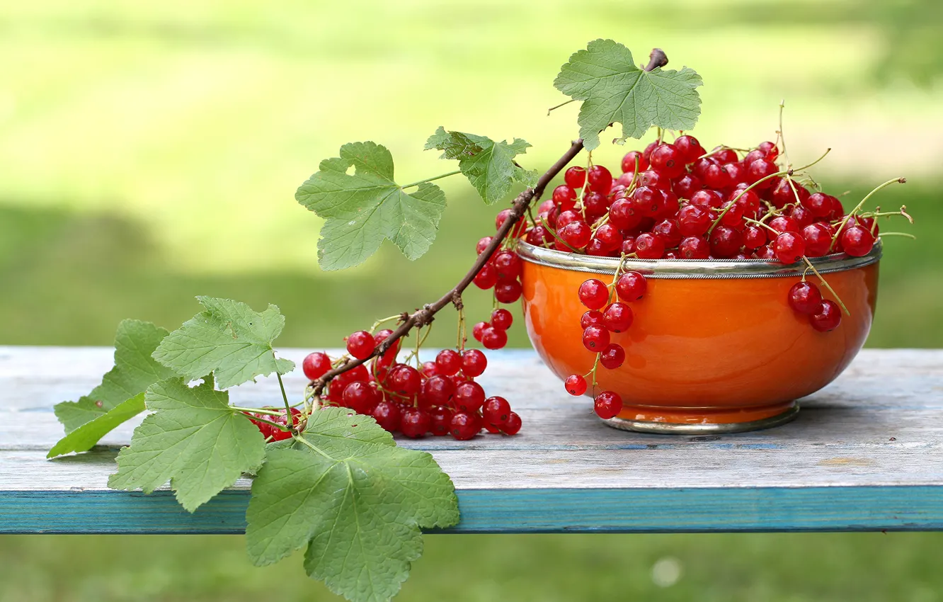 Photo wallpaper leaves, branches, red, Cup, currants, garden