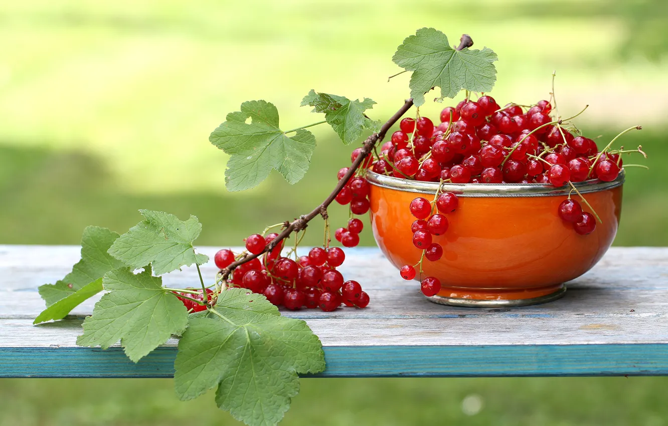 Photo wallpaper leaves, branch, Cup, red, currants, garden
