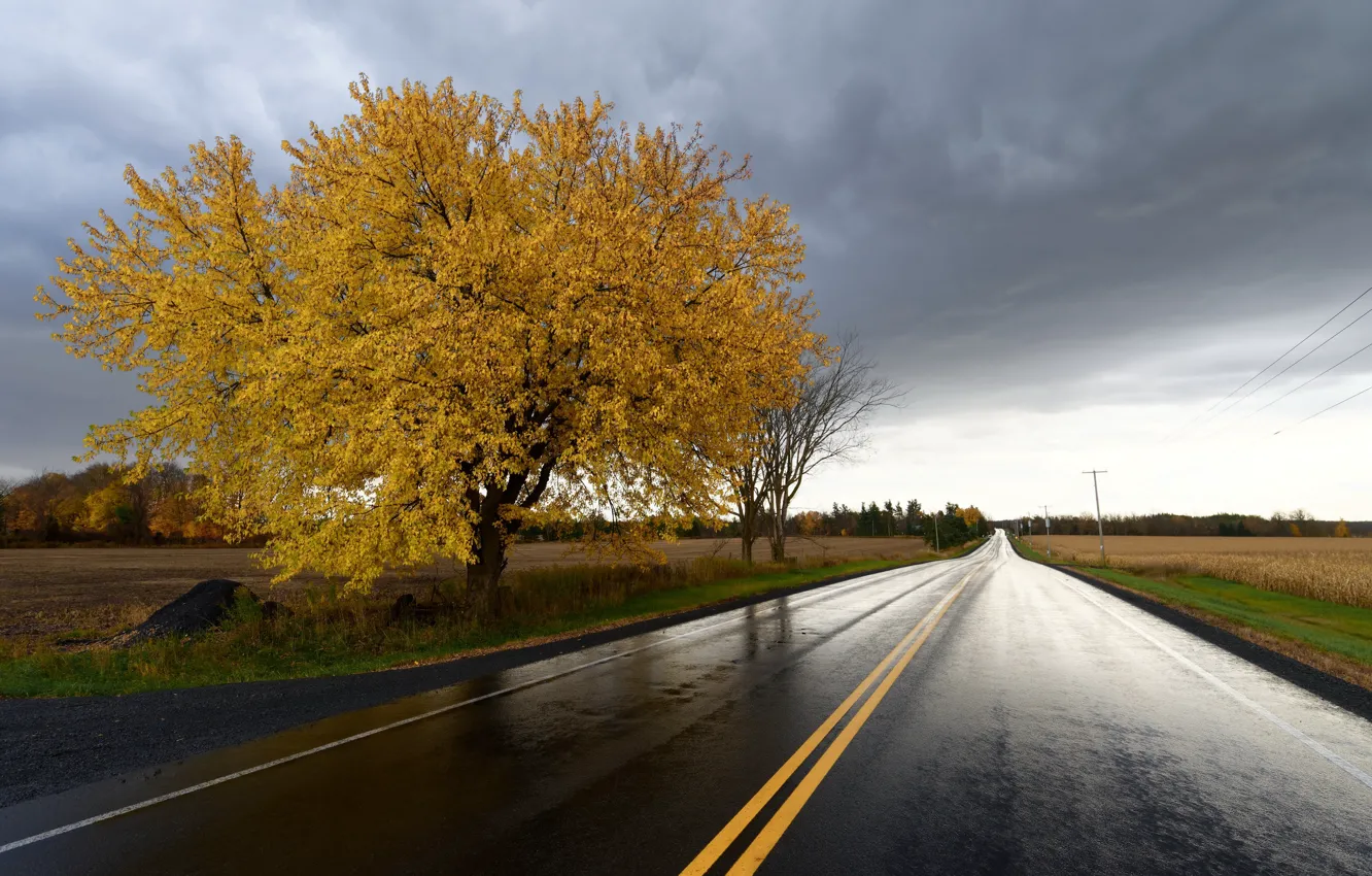 Photo wallpaper road, autumn, trees
