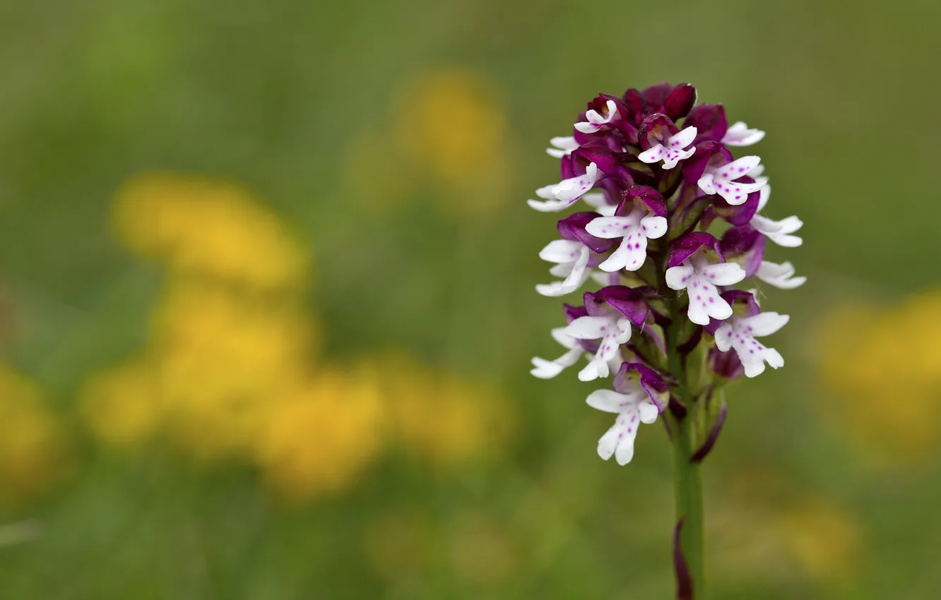 Photo wallpaper flowers, stem, flower, bokeh, bokeh, stalk