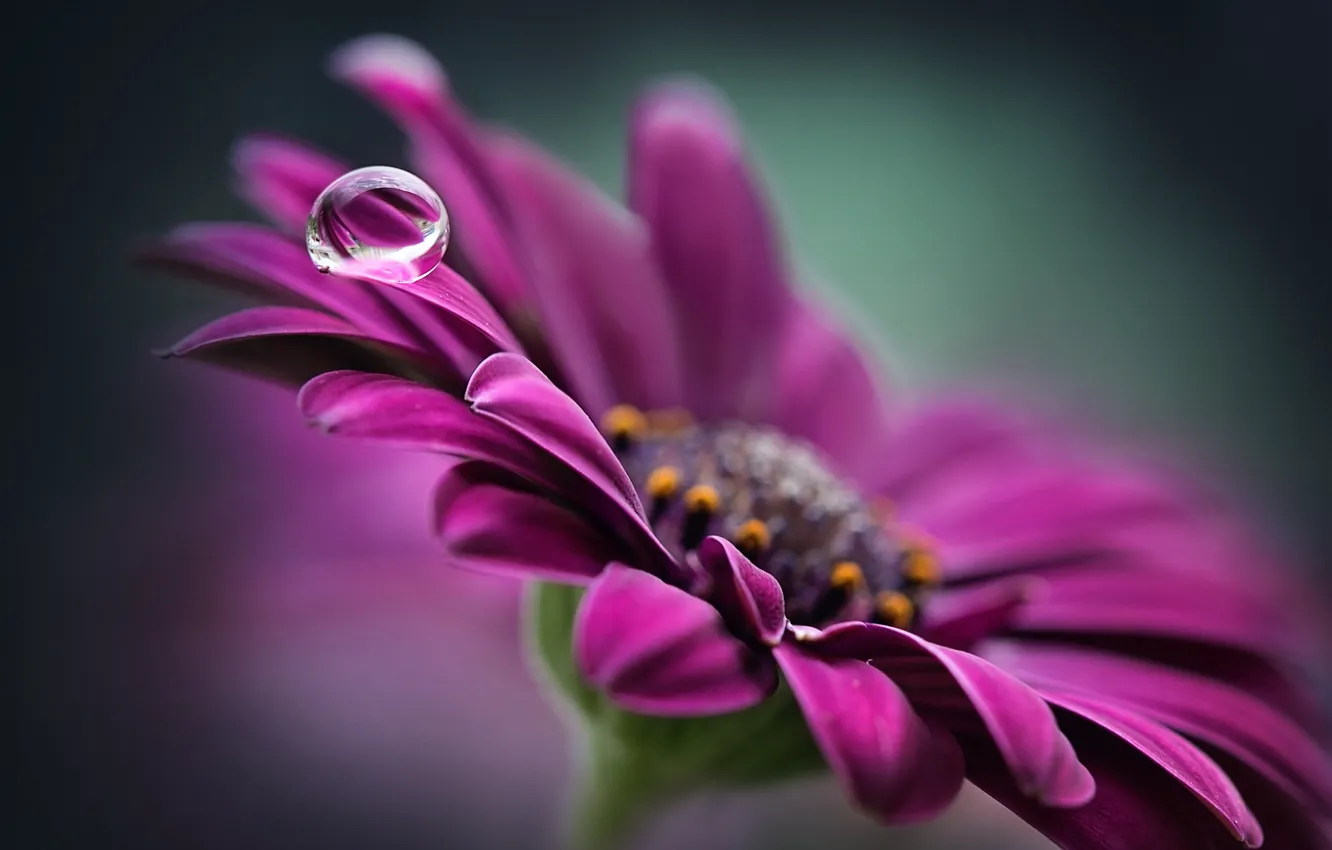 Photo wallpaper colors, colorful, flower, macro, purple, petals, water drop