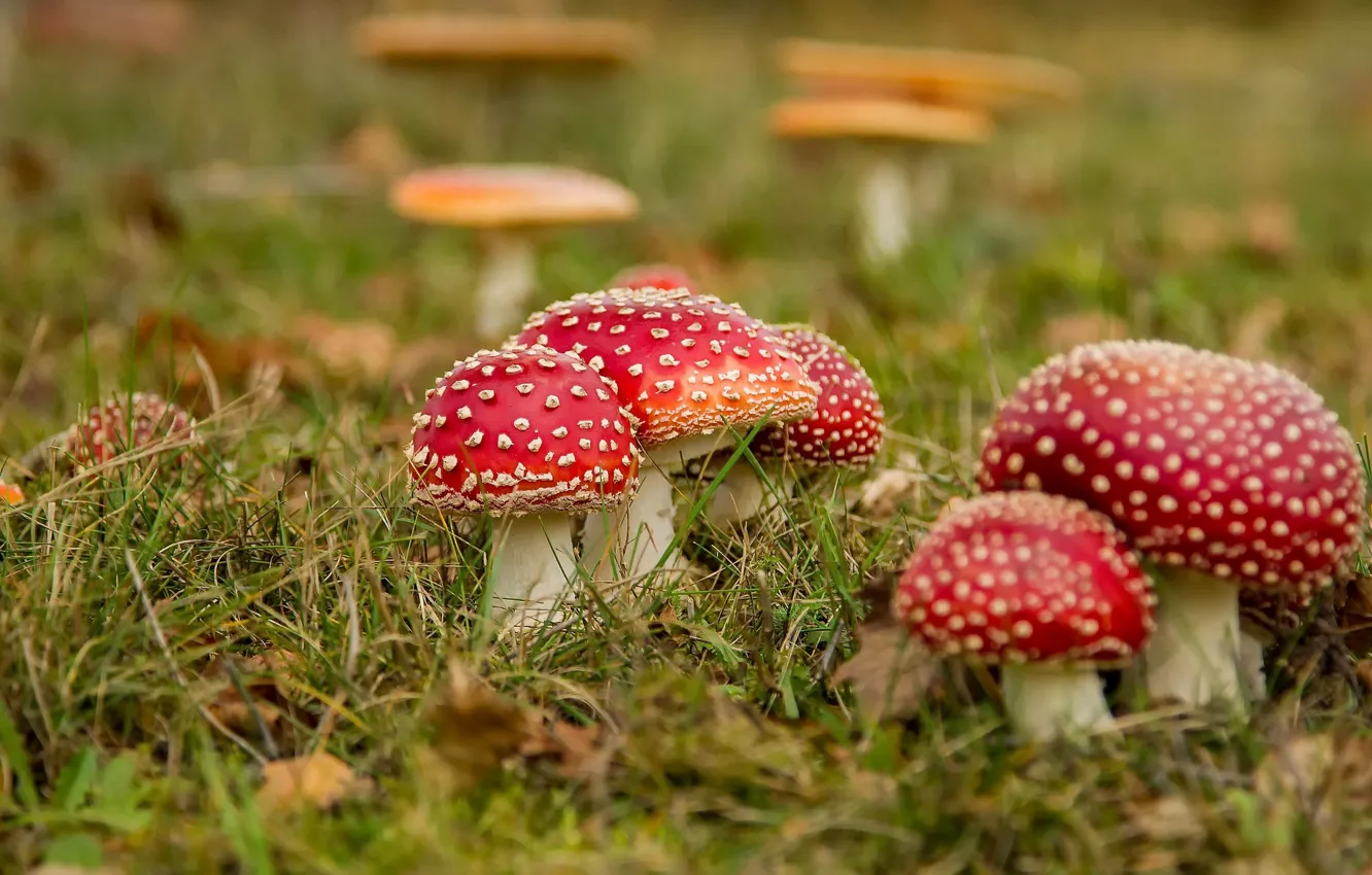 Photo wallpaper autumn, nature, mushrooms