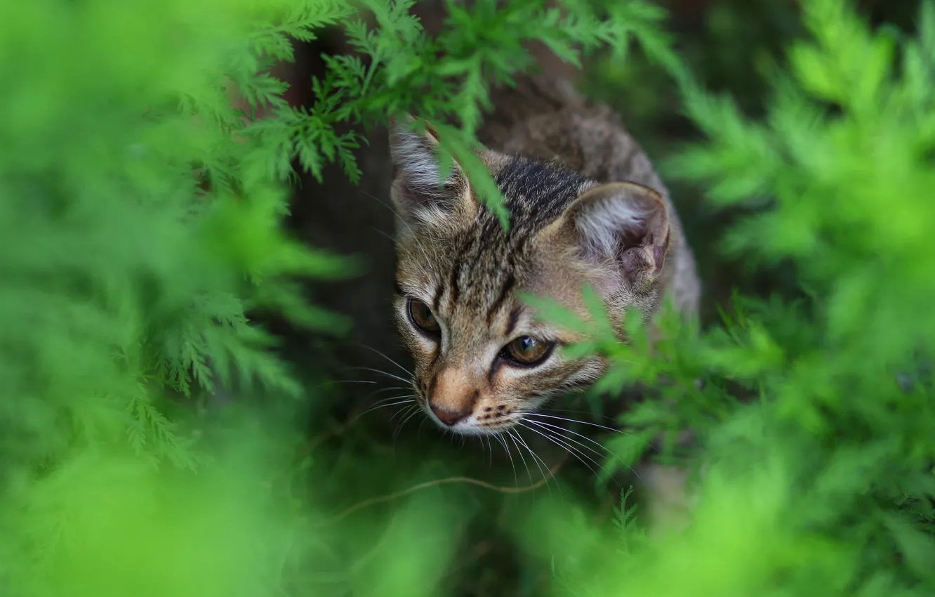 Photo wallpaper greens, cat, look, leaves, nature, grey, background, portrait