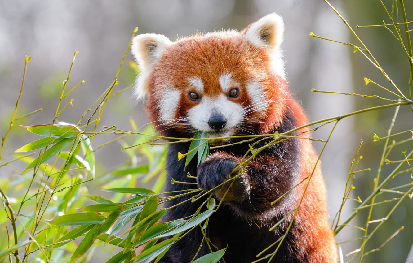 Photo wallpaper look, face, leaves, branches, pose, paw, portrait, red Panda