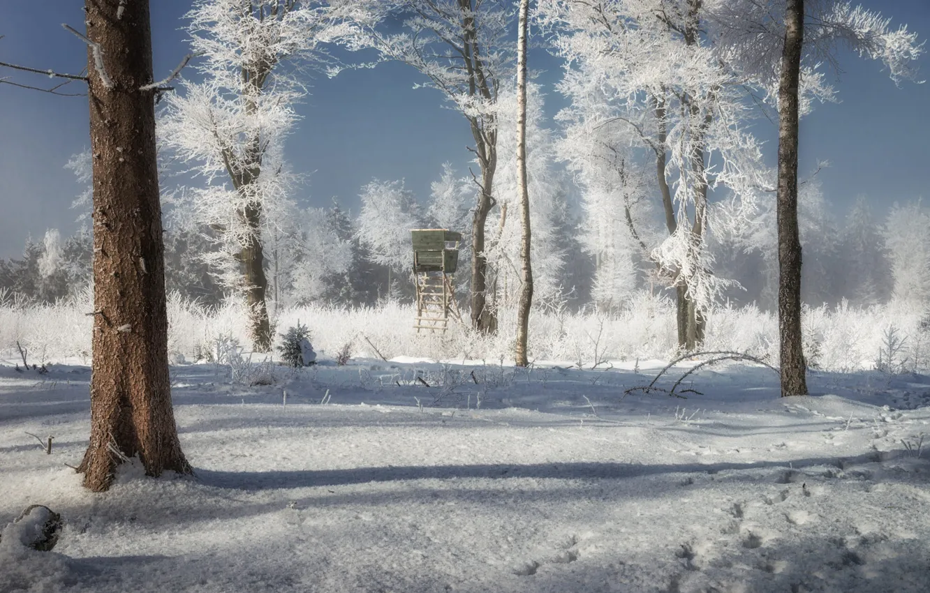 Photo wallpaper winter, frost, forest, snow, branches, frost