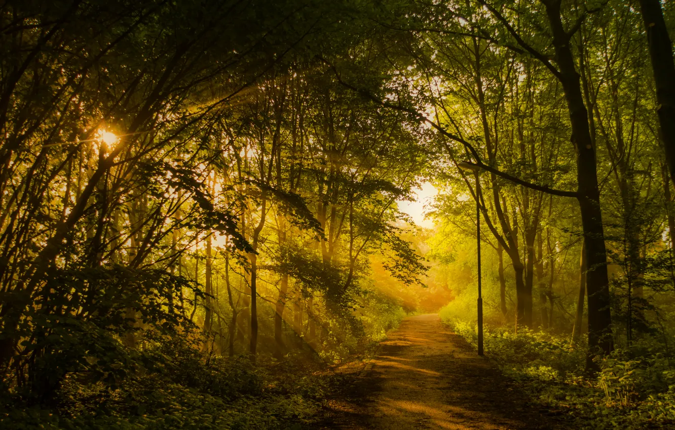 Photo wallpaper forest, trees, Park, track, lantern, alley, the rays of the sun