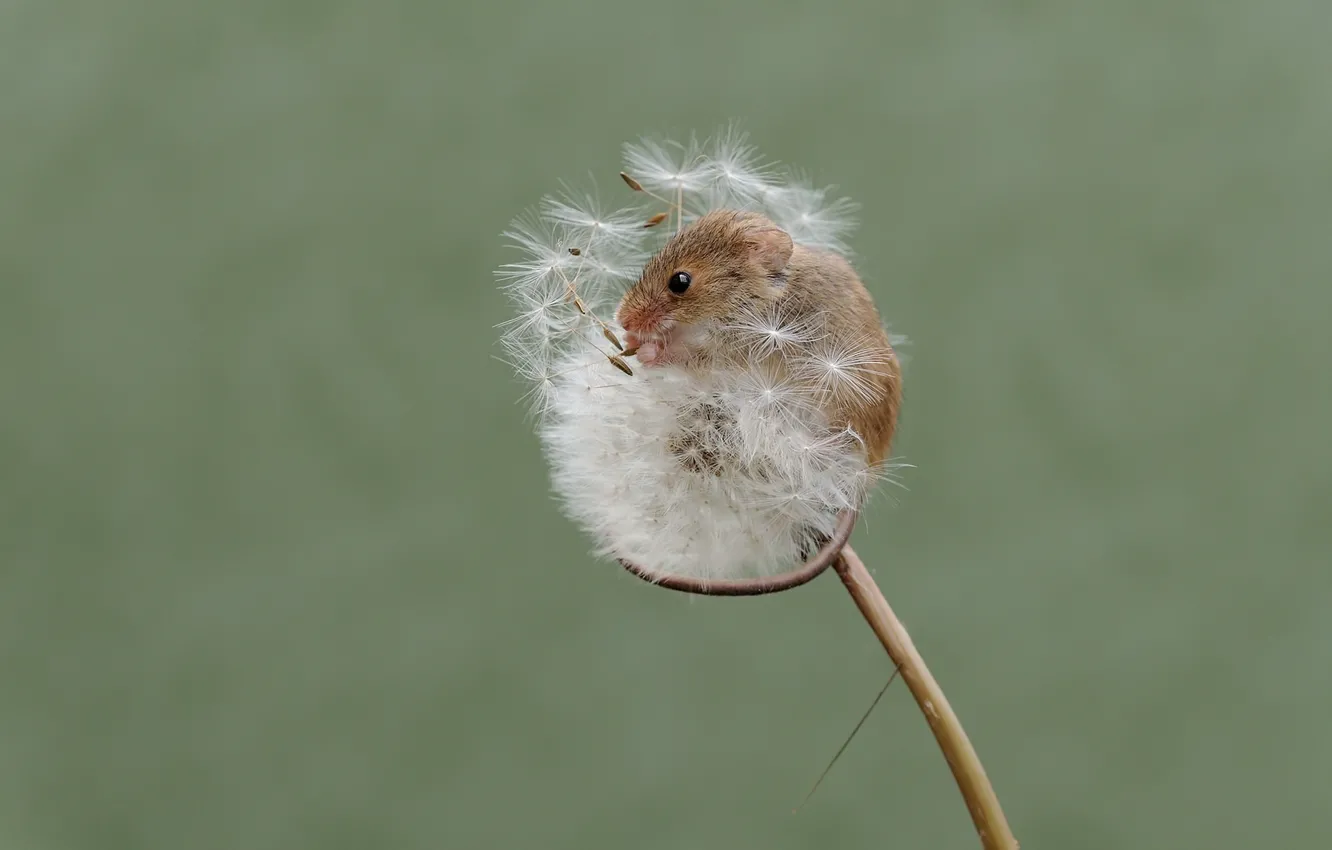 Photo wallpaper nature, dandelion, mouse, the mouse is tiny
