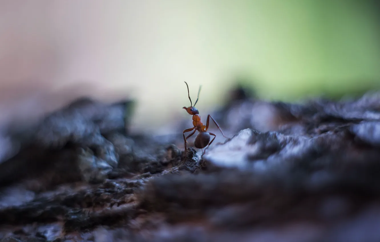 Photo wallpaper macro, background, ant, Insect
