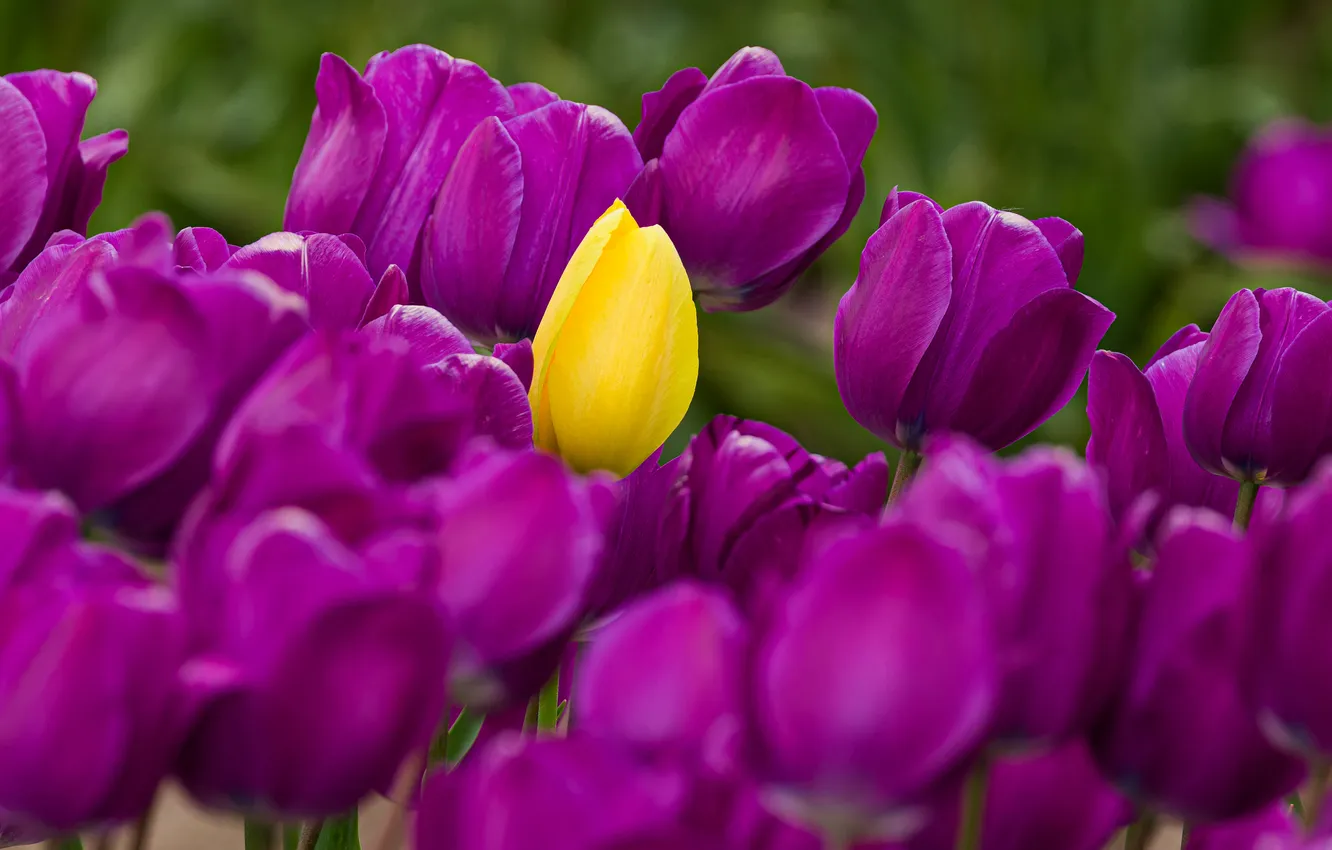 Photo wallpaper close-up, nature, flowers