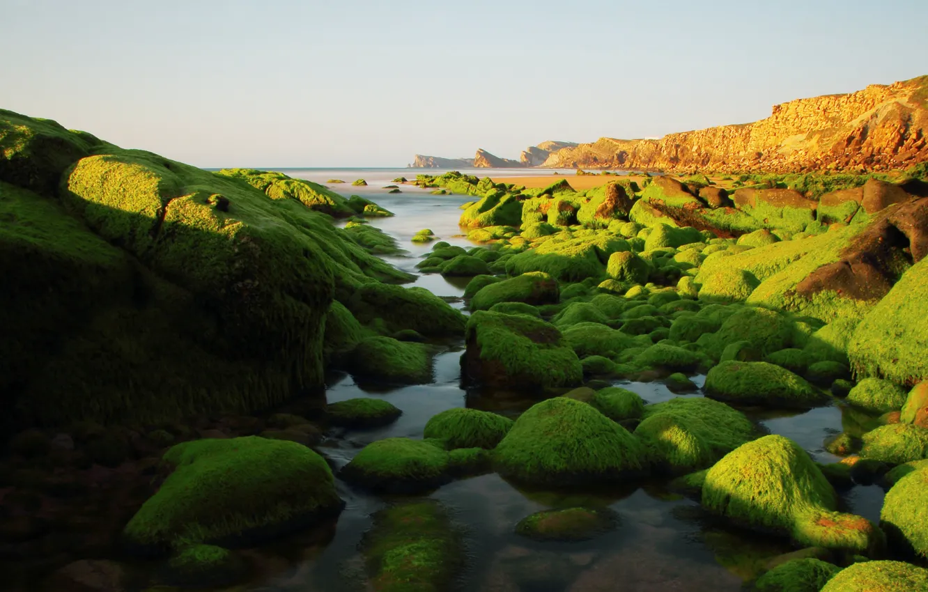 Photo wallpaper sea, the sky, algae, stones, rocks
