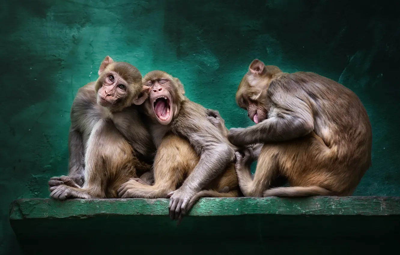 Photo wallpaper background, monkey, zoo
