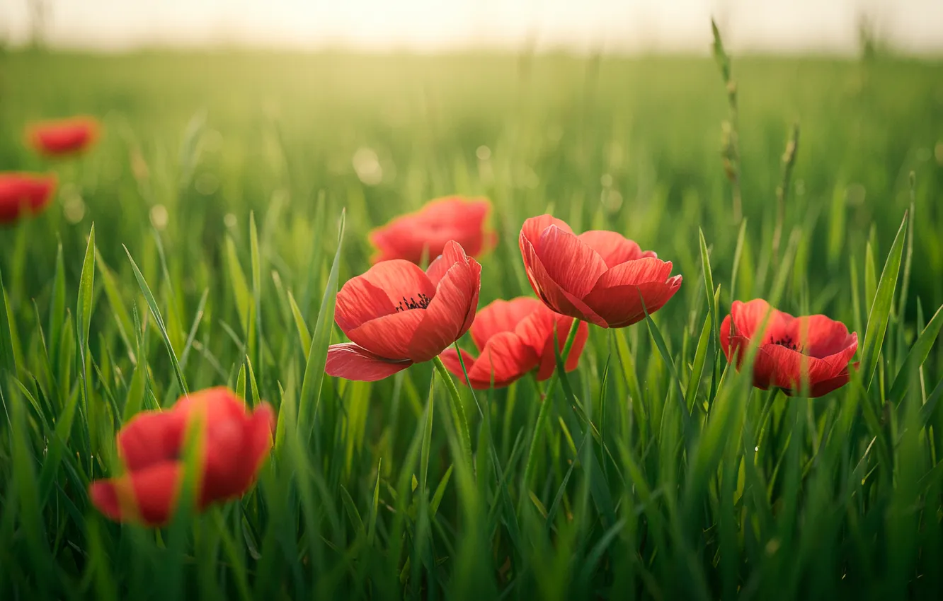 Photo wallpaper field, grass, Wallpaper, Maki, wallpaper, grass, field, bokeh