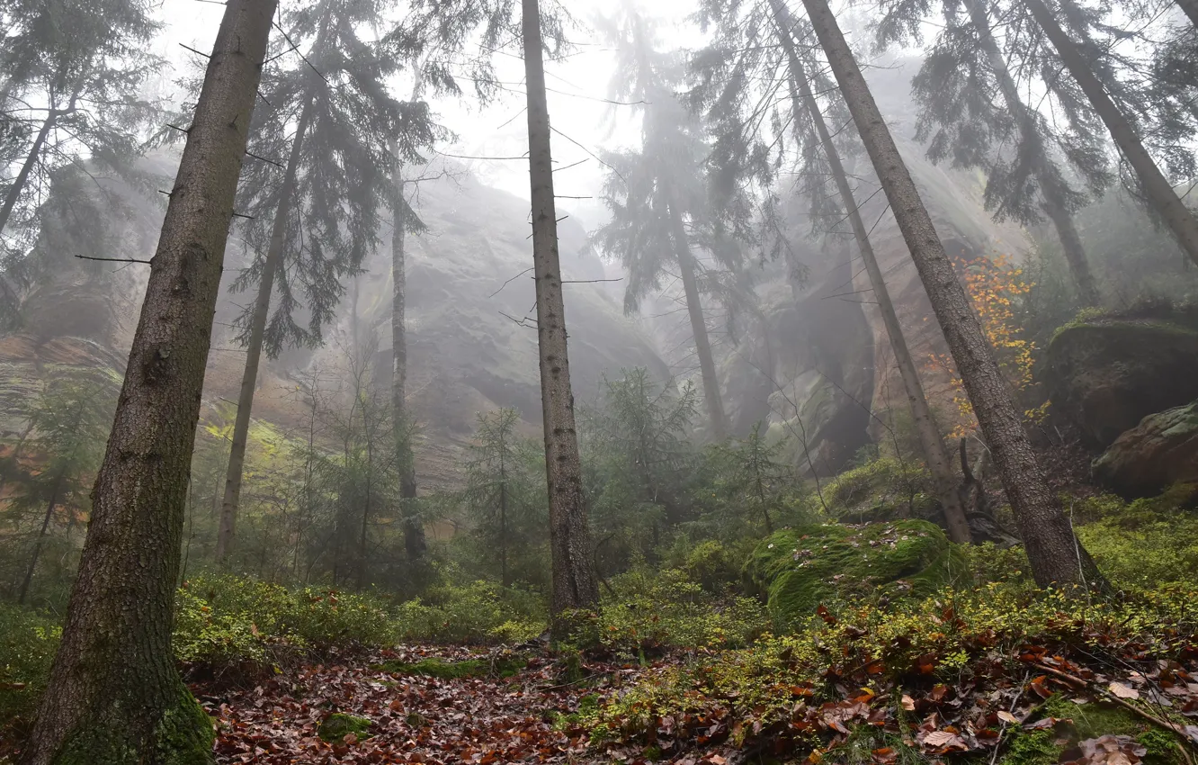 Photo wallpaper forest, trees, nature, fog, rocks