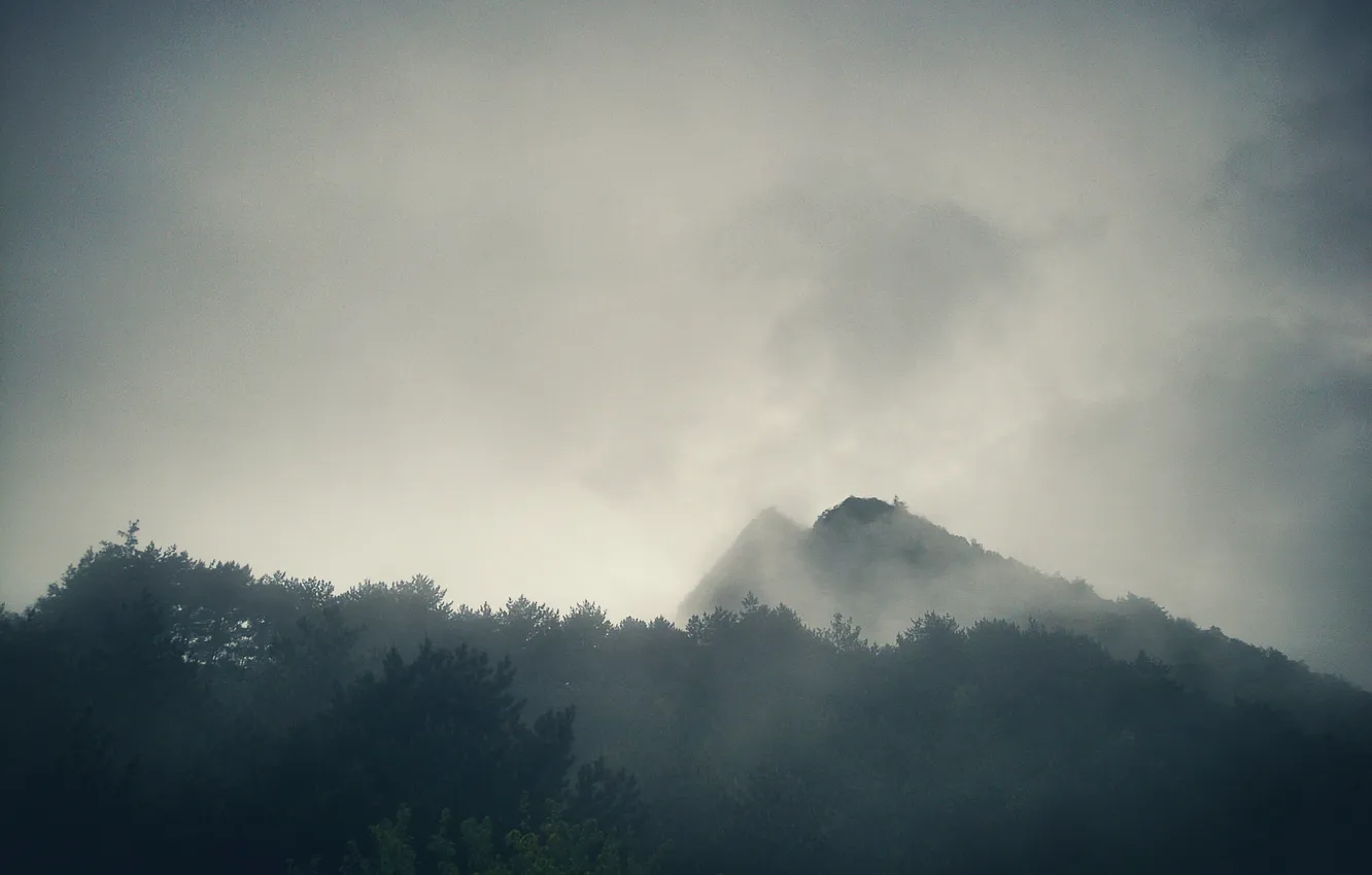 Photo wallpaper forest, the sky, clouds, trees, landscape, mountains, nature, fog
