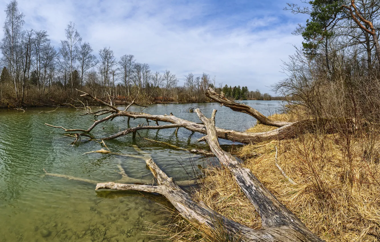 Photo wallpaper trees, nature, river