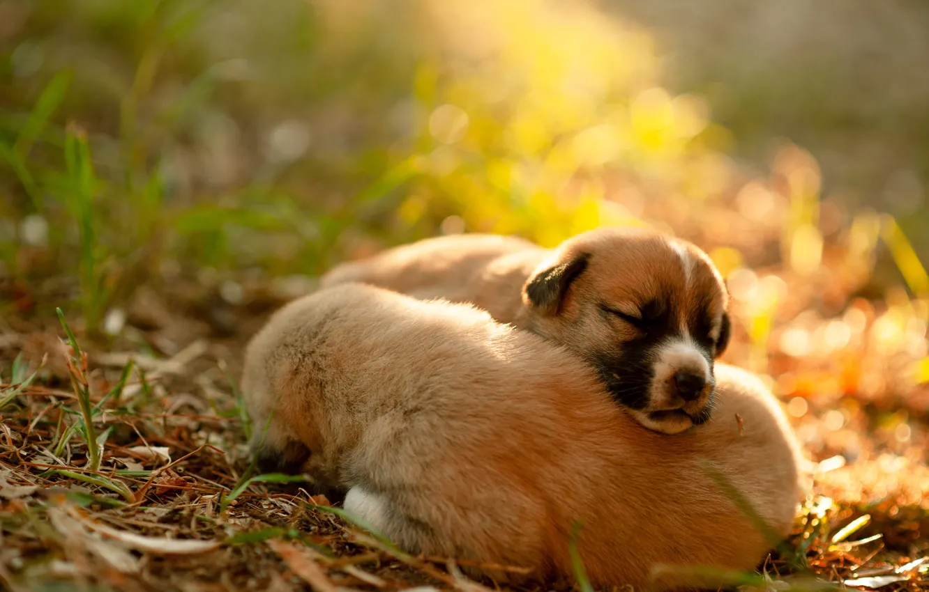 Photo wallpaper sleep, baby, sleeping, puppy, a couple